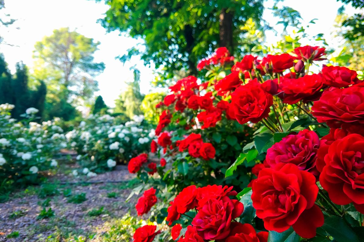 La frecuencia de riego de las rosas puede variar considerablemente.