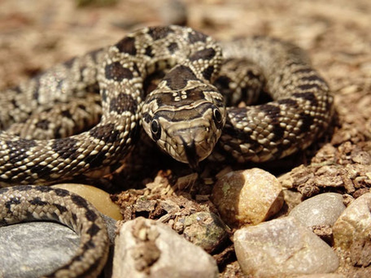 Las serpientes están arrasando con las lagartijas. Las serpientes están arrasando con las lagartijas.