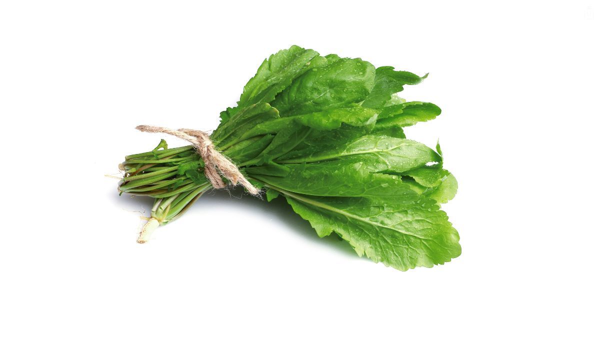 Mastuerzo. Mastuerzo.