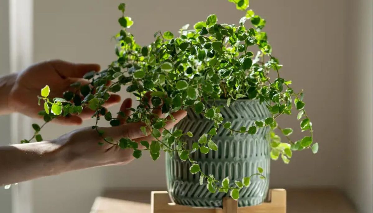 La planta que crece rápido, se adhiere a las paredes y se puede cultivar en maceta