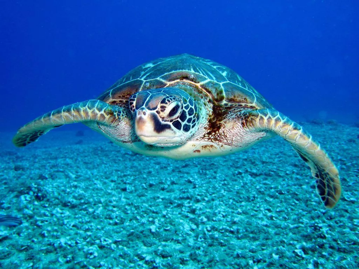 El animal espiritual de Cáncer es la tortuga. El animal espiritual de Cáncer es la tortuga.