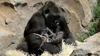 Una gorila sorprendió a los visitantes de un zoológico en España al dar a luz