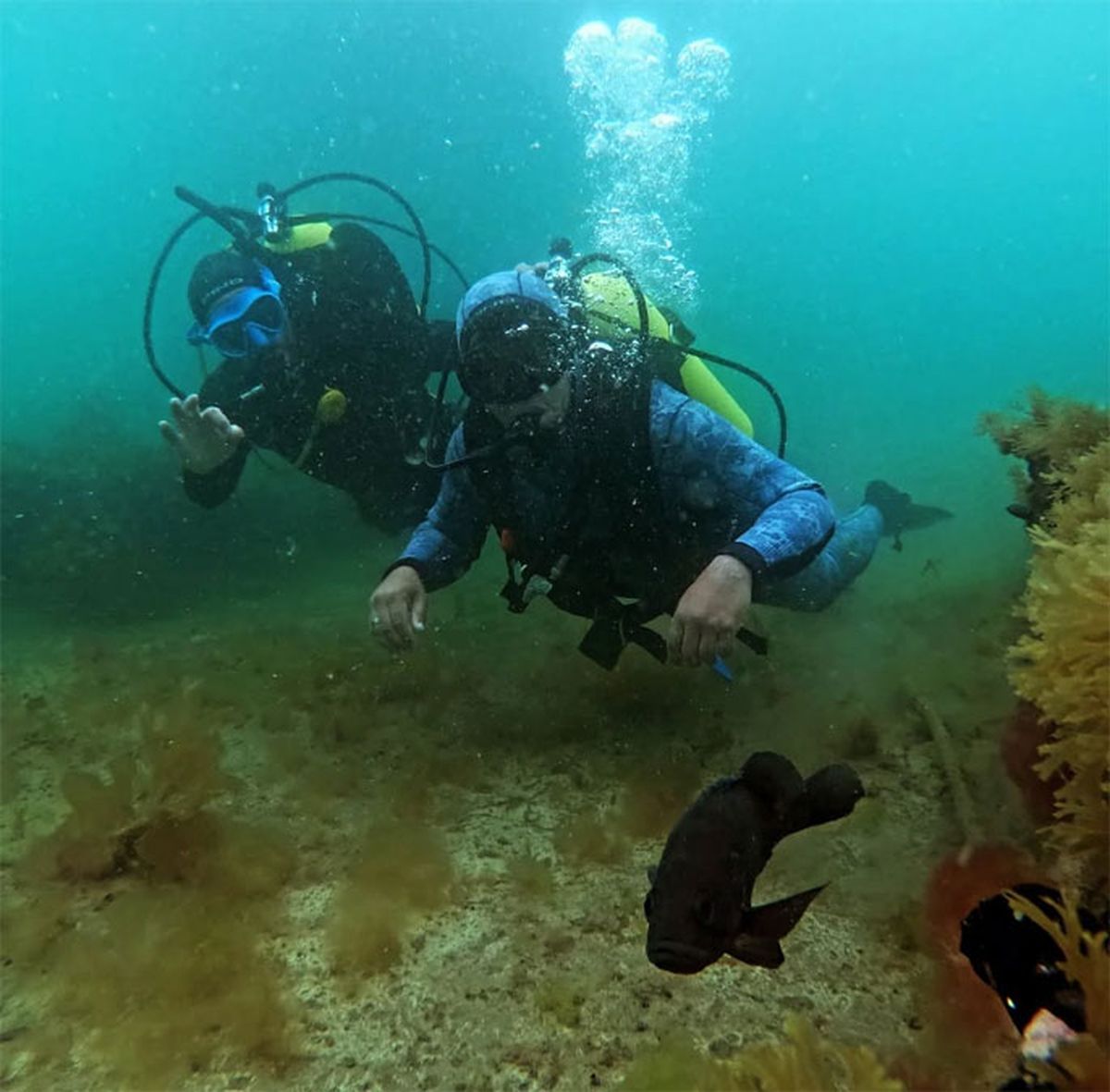 Foto: gentileza Freediving Patagonia. Foto: gentileza Freediving Patagonia.