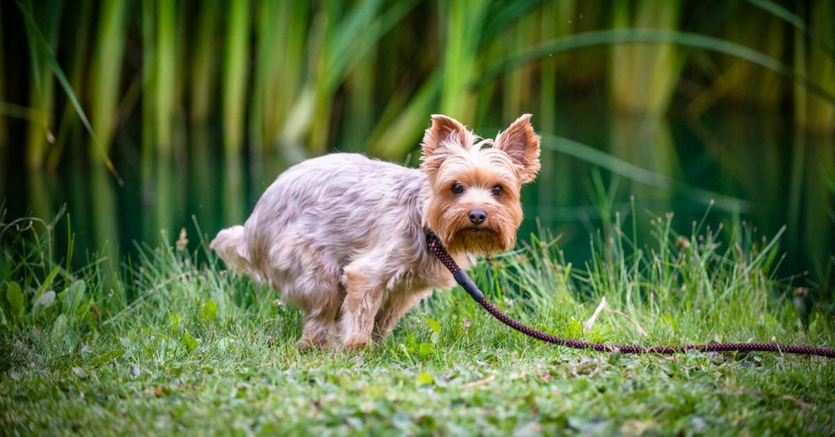 Este comportamiento es algo que habla muy bien del vínculo. Este comportamiento es algo que habla muy bien del vínculo. 