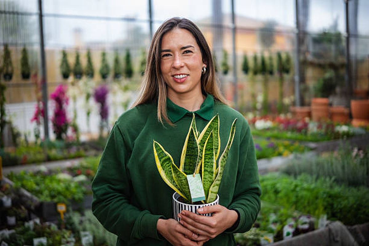 Descubre el significado de colocar sal en la maceta de la sansevieria.
