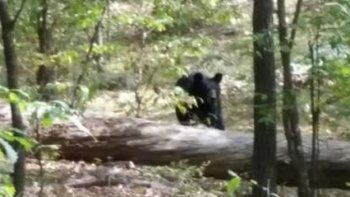 Un joven fotografió a un oso en una reserva, el animal se molestó y lo atacó hasta matarlo