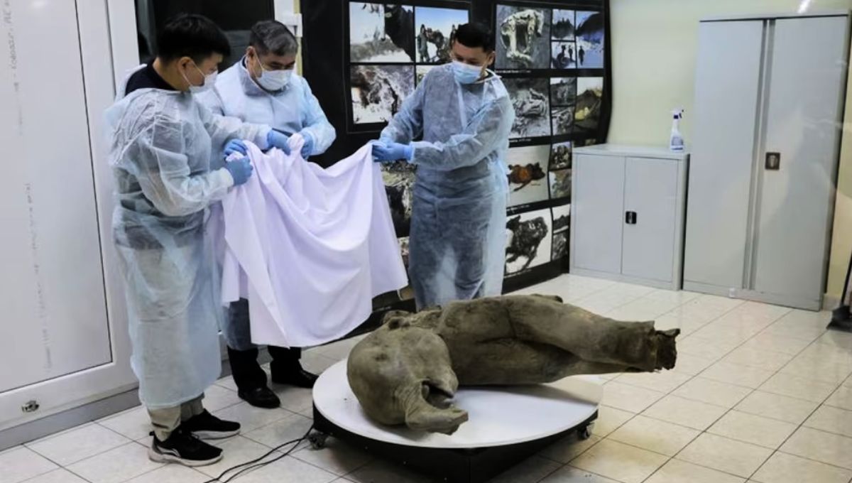 El mamut fue localizado en un verdadero tesoro arqueológico