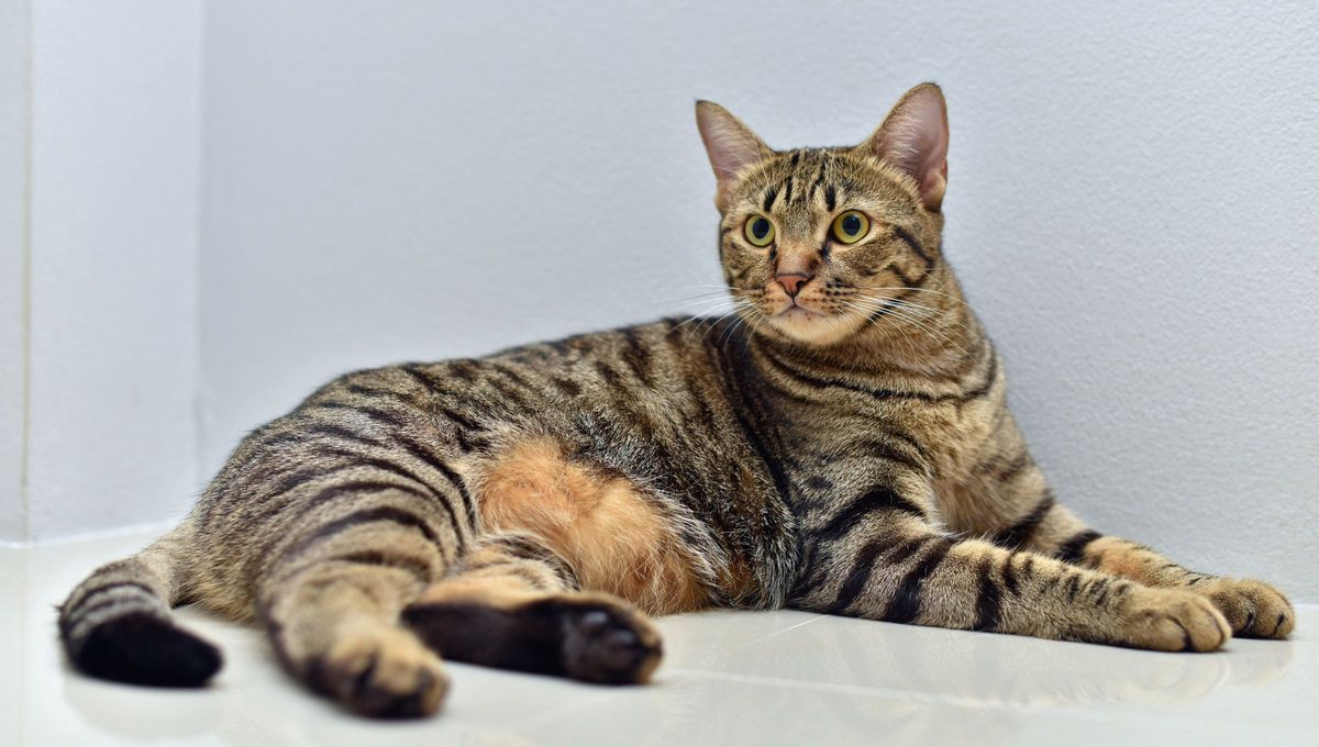 La letra "M" se puede observar en la frente de los felinos, ya que el color, la distribución y el tipo de pelaje están determinados por múltiples genes La letra "M" se puede observar en la frente de los felinos, ya que el color, la distribución y el tipo de pelaje están determinados por múltiples genes