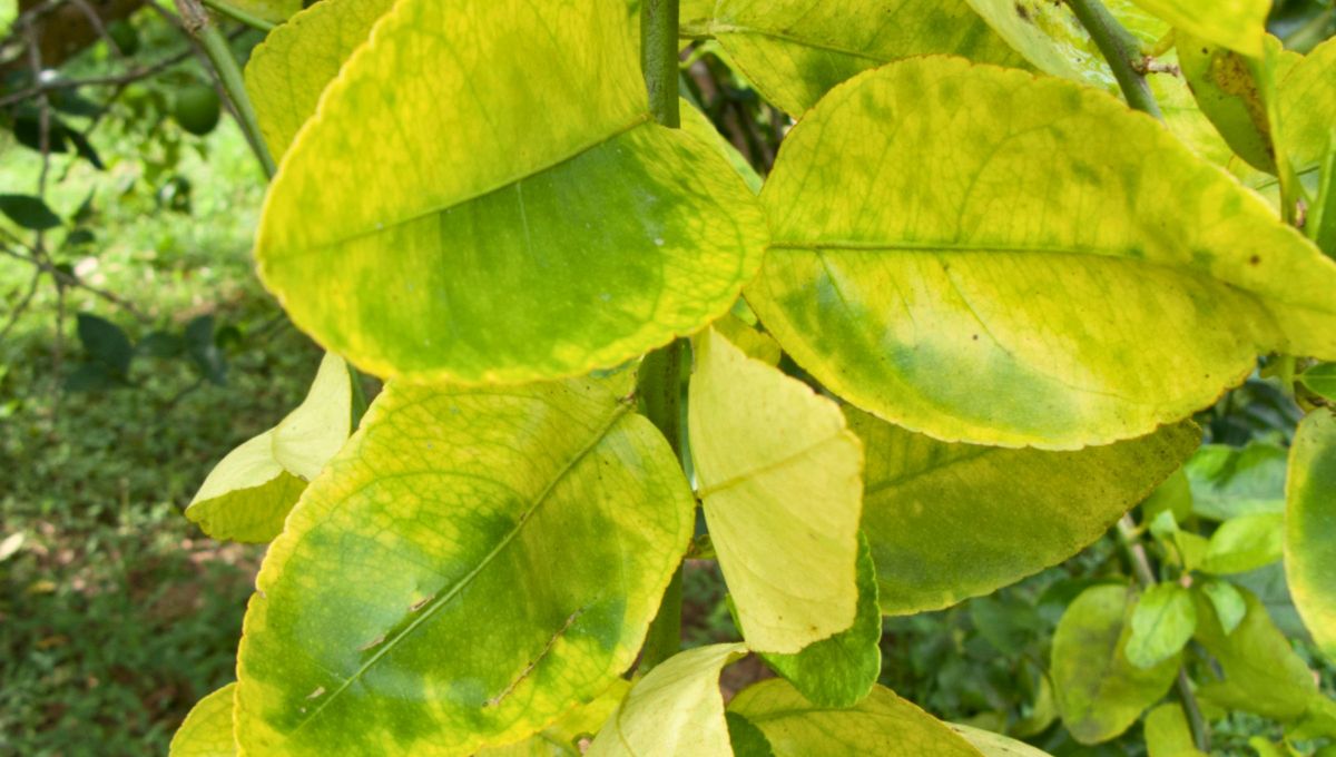 Las manchas amarillas en las hojas del naranjo suelen ser indicativas de problemas respecto al tipo de cuidado y atención que necesita. Las manchas amarillas en las hojas del naranjo suelen ser indicativas de problemas respecto al tipo de cuidado y atención que necesita.