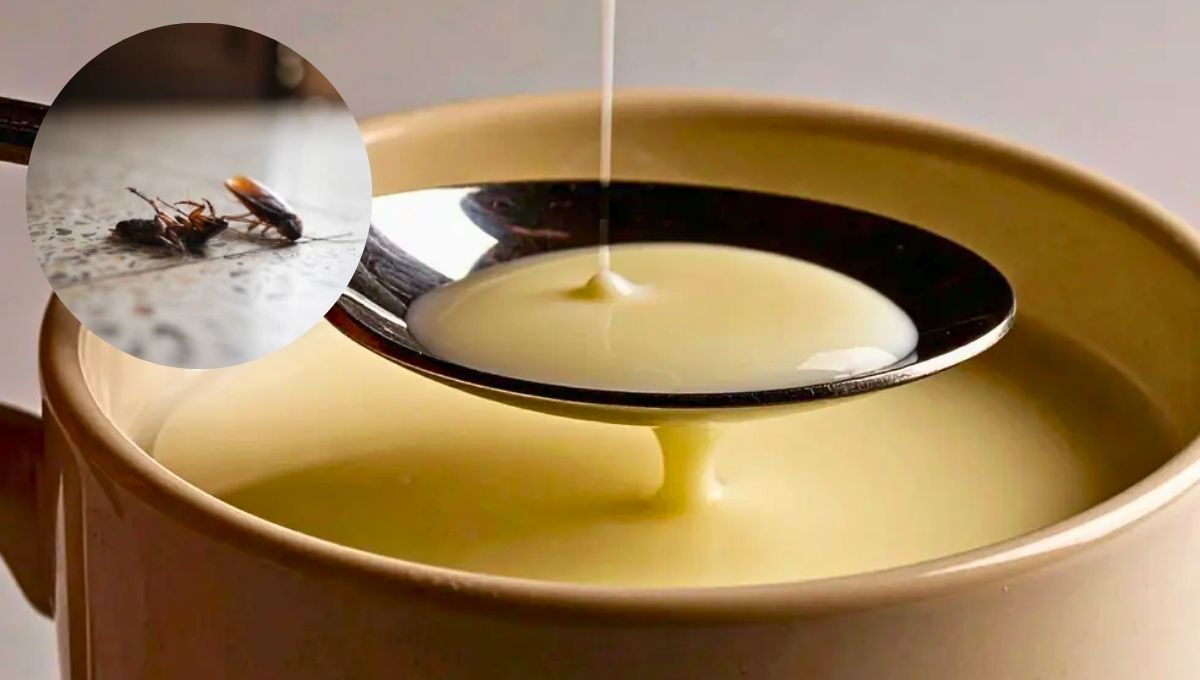 Cómo eliminar a las cucarachas de casa usando leche condensada: trampa casera efectiva