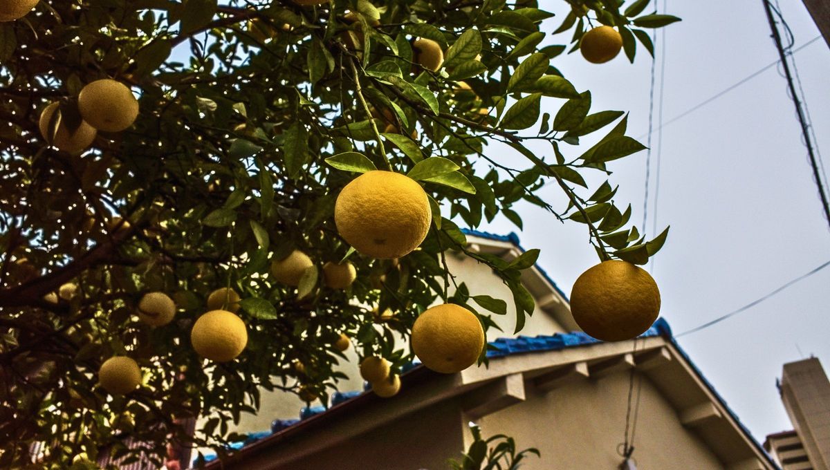 Tener un árbol de estilo cítrico en casa puede signfiicar muchas cosas, entre ellos beneficios únicos. Tener un árbol de estilo cítrico en casa puede signfiicar muchas cosas, entre ellos beneficios únicos.