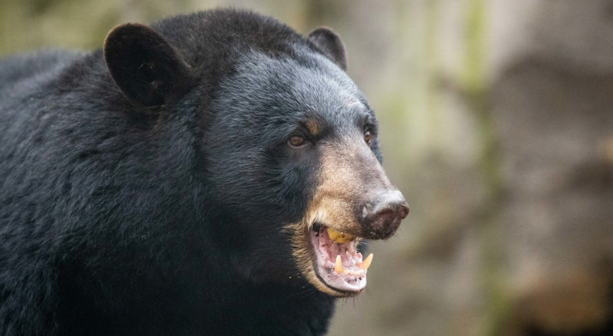 Can valiente. Un perro salvó a su dueña de un ataque de una osa.