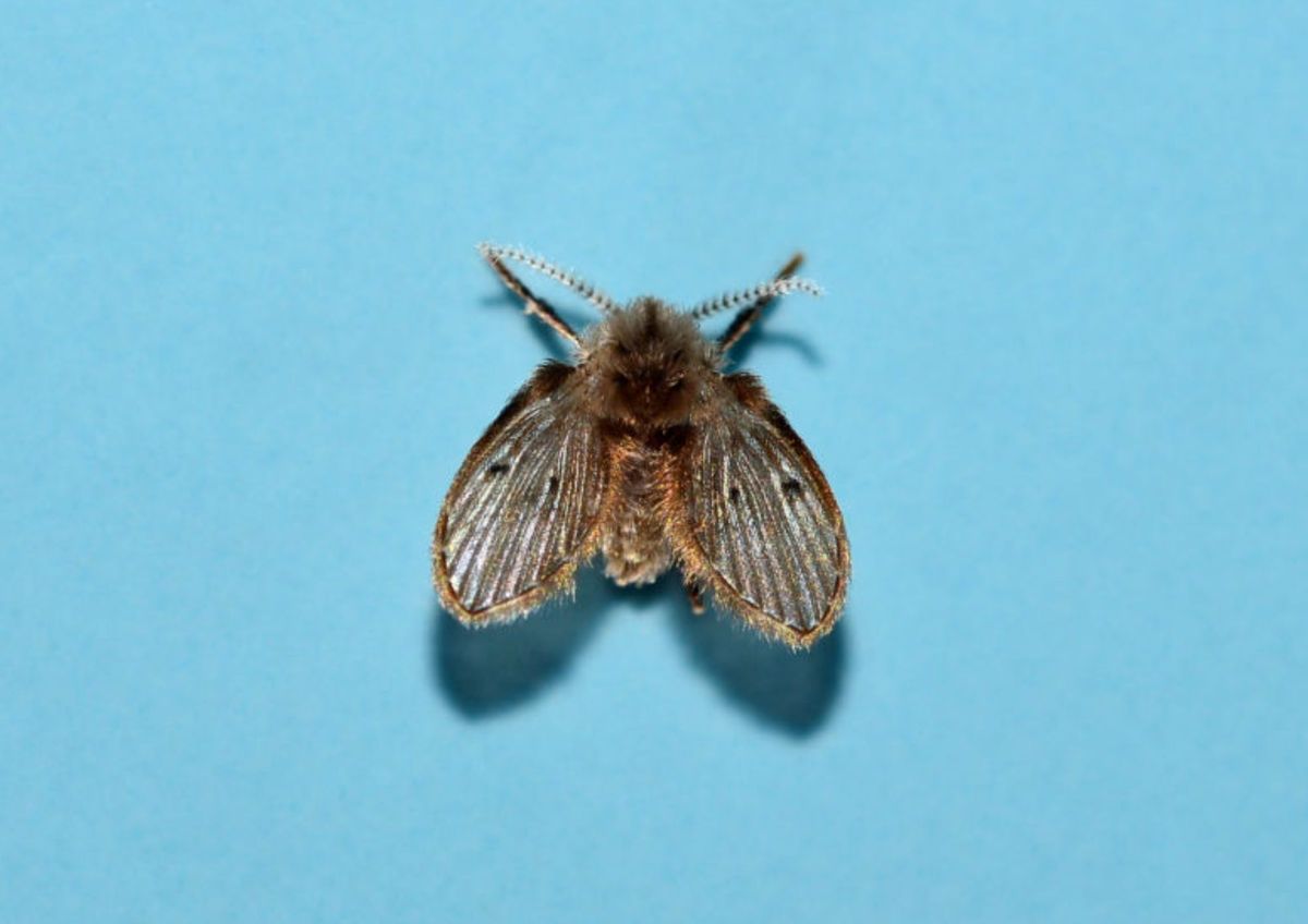 ¿Qué son las moscas de humedad?