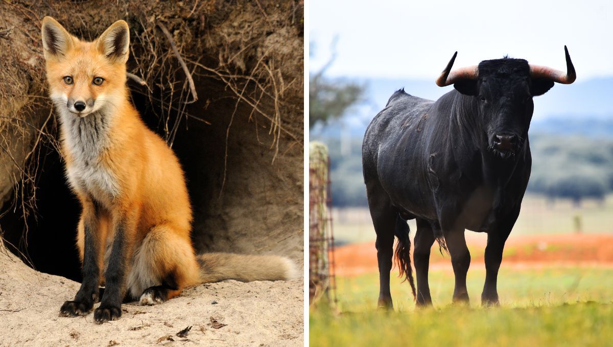 Zorro y Toro. Zorro y Toro.