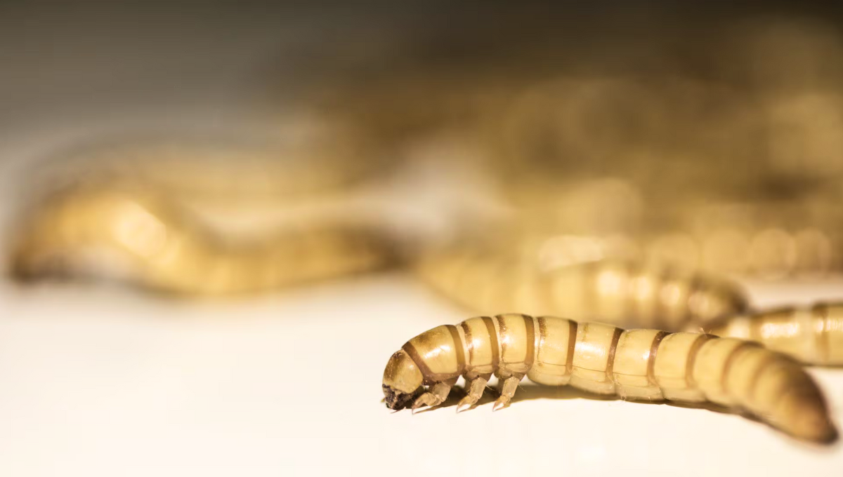 Uno de los problemas del hogar más comunes está relacionado con la aparición de plagas