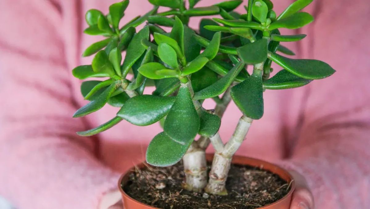 Por qué se caen las hojas de mi árbol de jade
