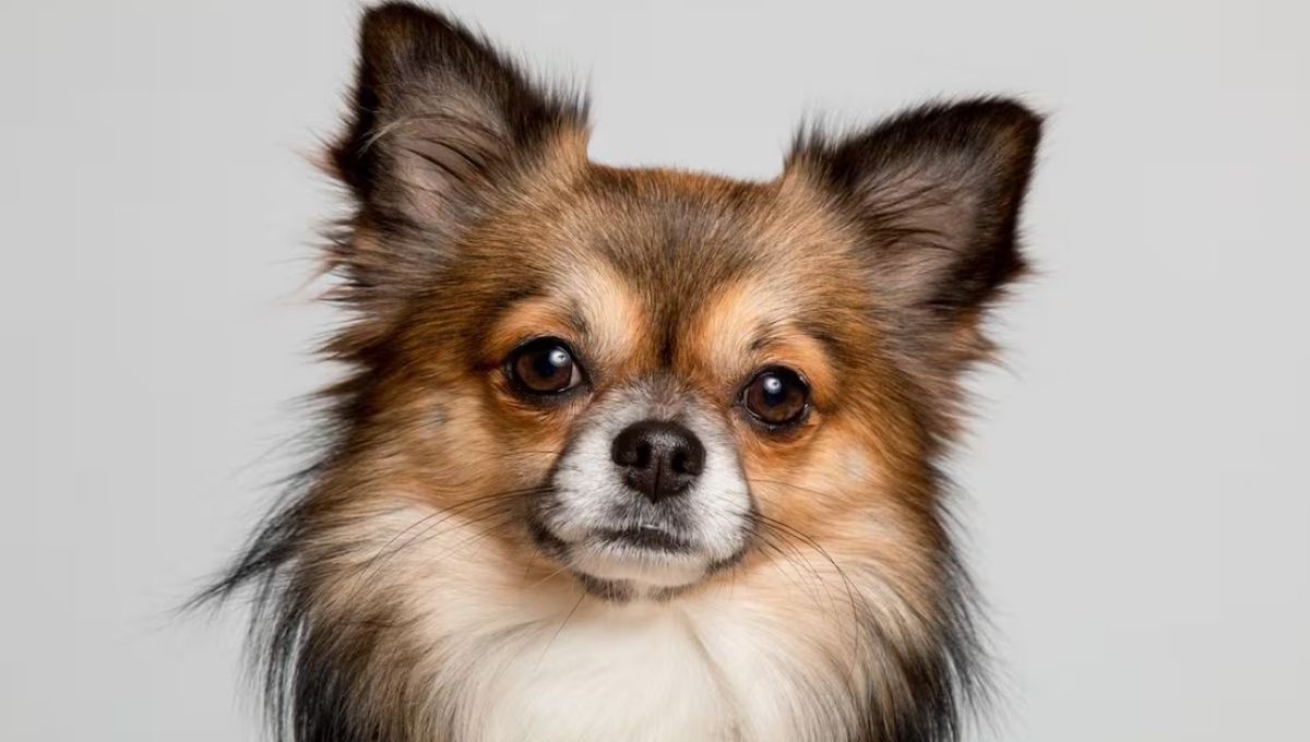 Descubre cuáles son las cuatro razas de perros mexicanos: la última te sorpenderá