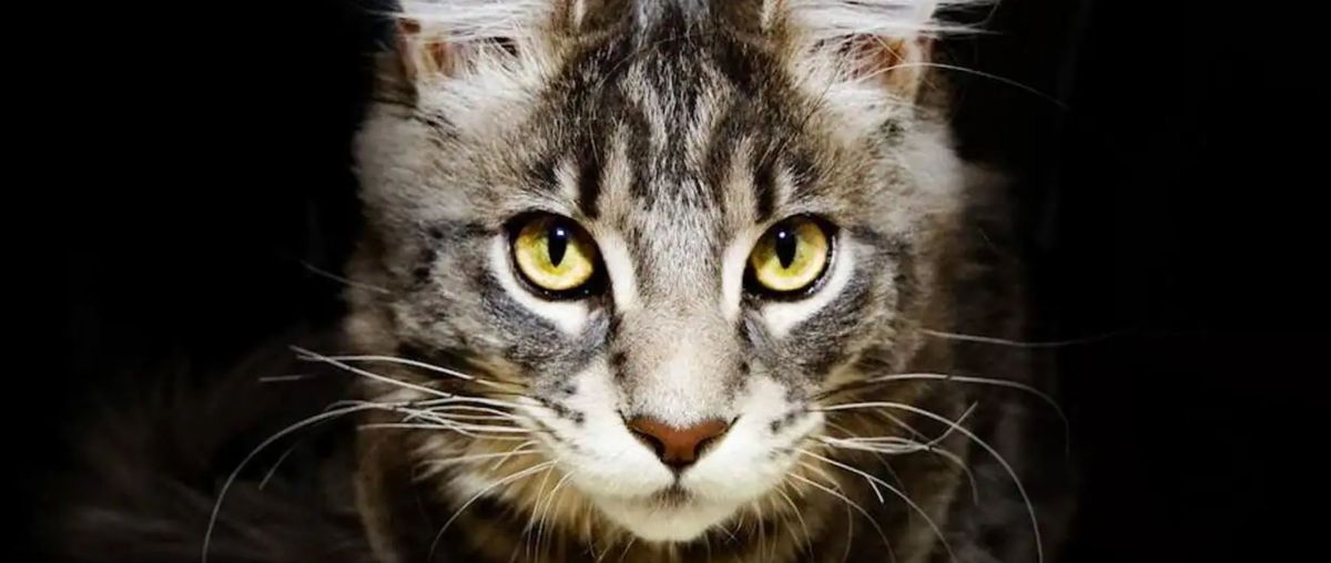 Mascotas. Qué pasa cuando tu gato te mira fijamente.