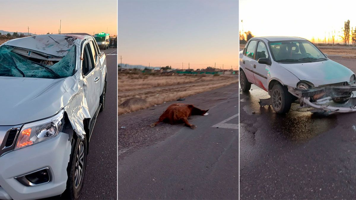 En la Ruta 40 se produjo un impacatante accidente. Una persona sufrió heridas leves y el caballo murió por el siniestro. (Matías Pascualetti/Nihuil).