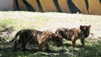 Presentaron a dos tigres de bengala bebés que nacieron en un zoo de México