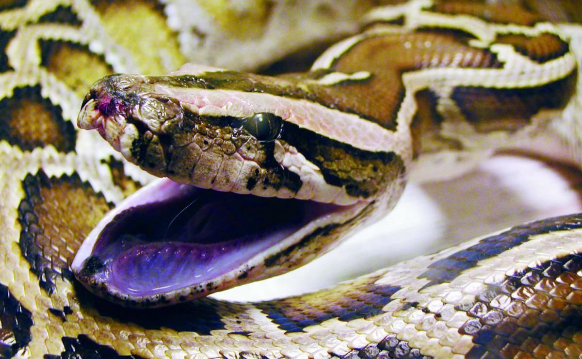 Sorpresa en Tailandia: serpiente de seis metros aparece en medio de la calle y desata el pánico Sorpresa en Tailandia: serpiente de seis metros aparece en medio de la calle y desata el pánico