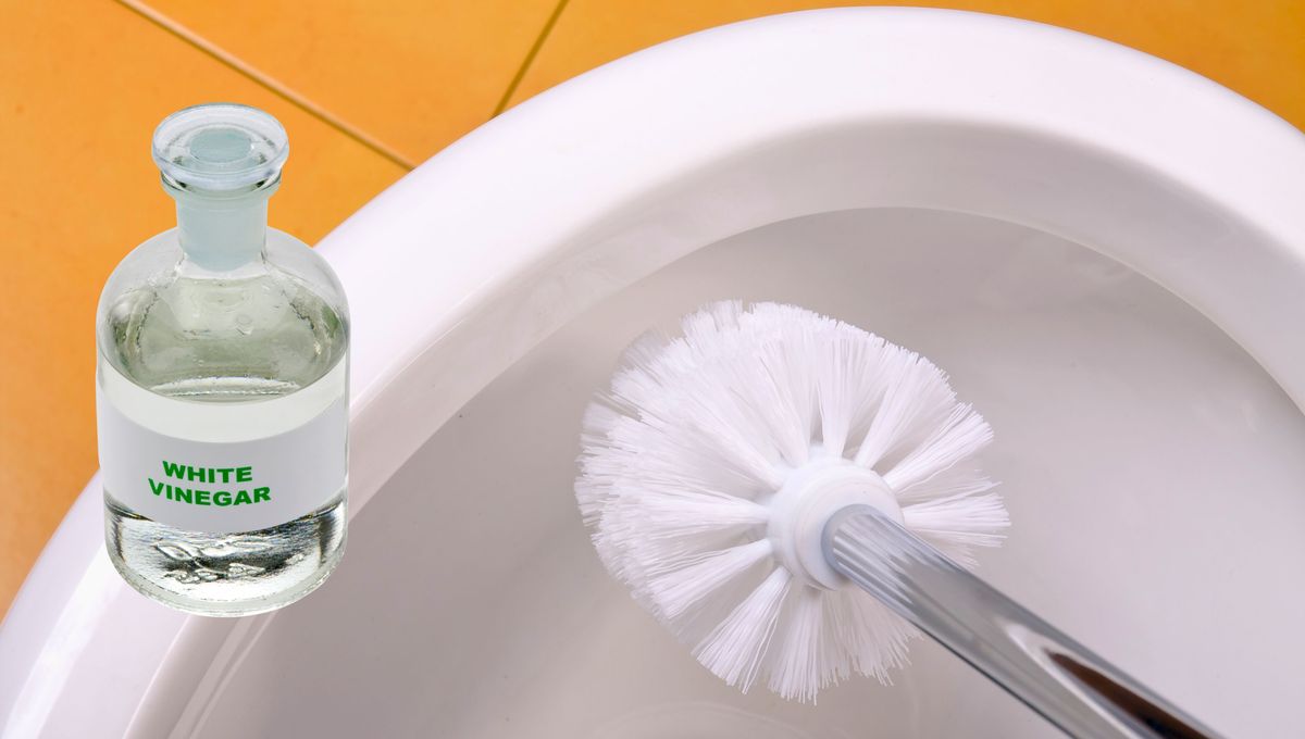 Refriega bien los bordes del inodoro para eliminar el sarro y las manchas pegadas. Refriega bien los bordes del inodoro para eliminar el sarro y las manchas pegadas. 