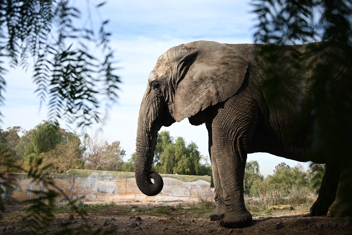 Kenya tiene 44 años y pasó 40 de ellos en Mendoza Kenya tiene 44 años y pasó 40 de ellos en Mendoza