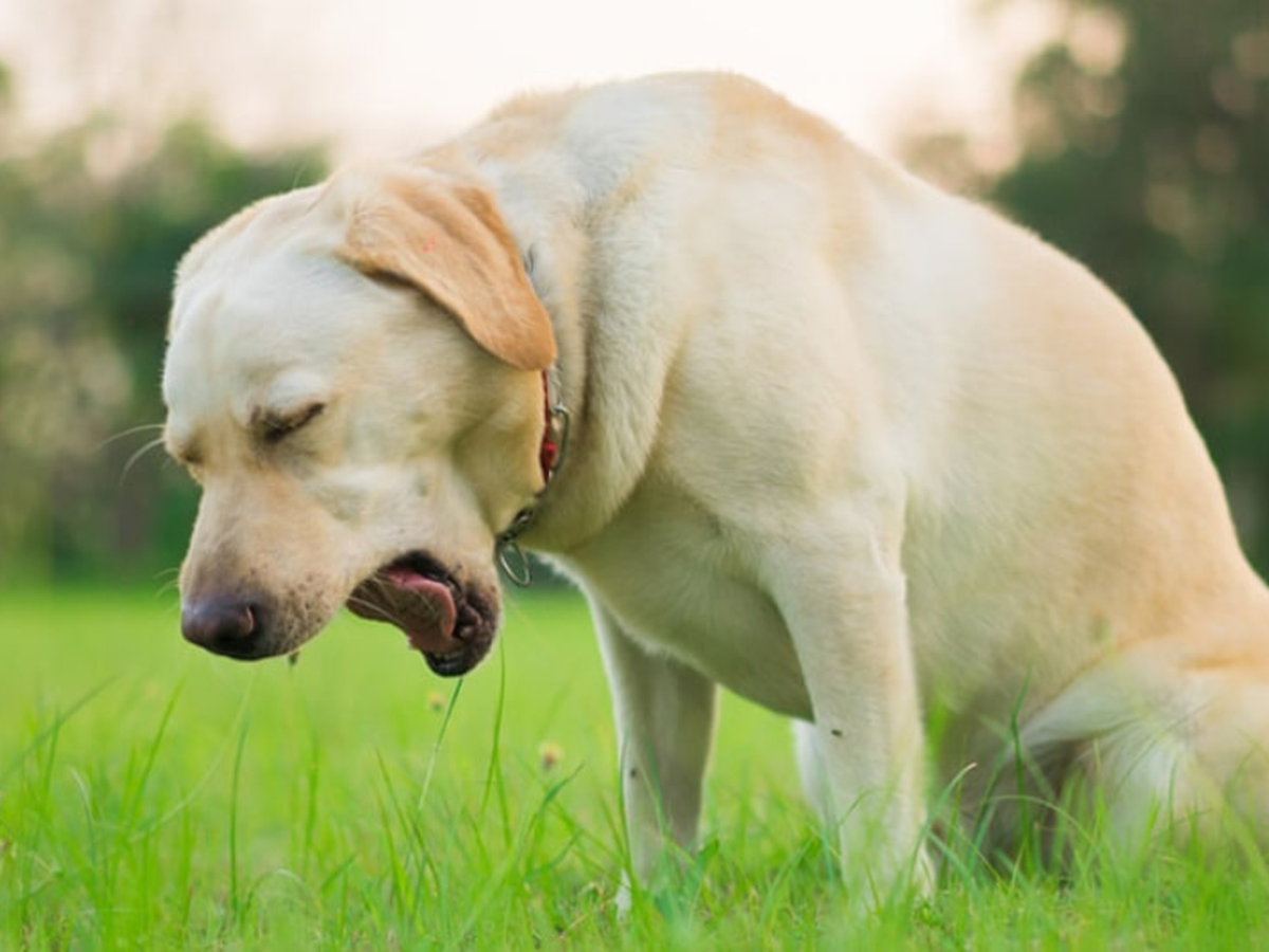 Si esto viene acompa&ntilde;ado de otros s&iacute;ntomas, acude de inmediato al veterinario.&nbsp;