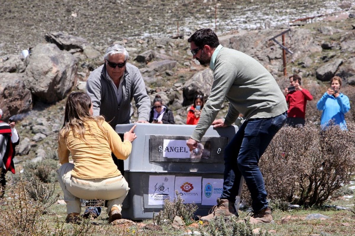El momento en el que se liberó al cóndor. El momento en el que se liberó al cóndor.