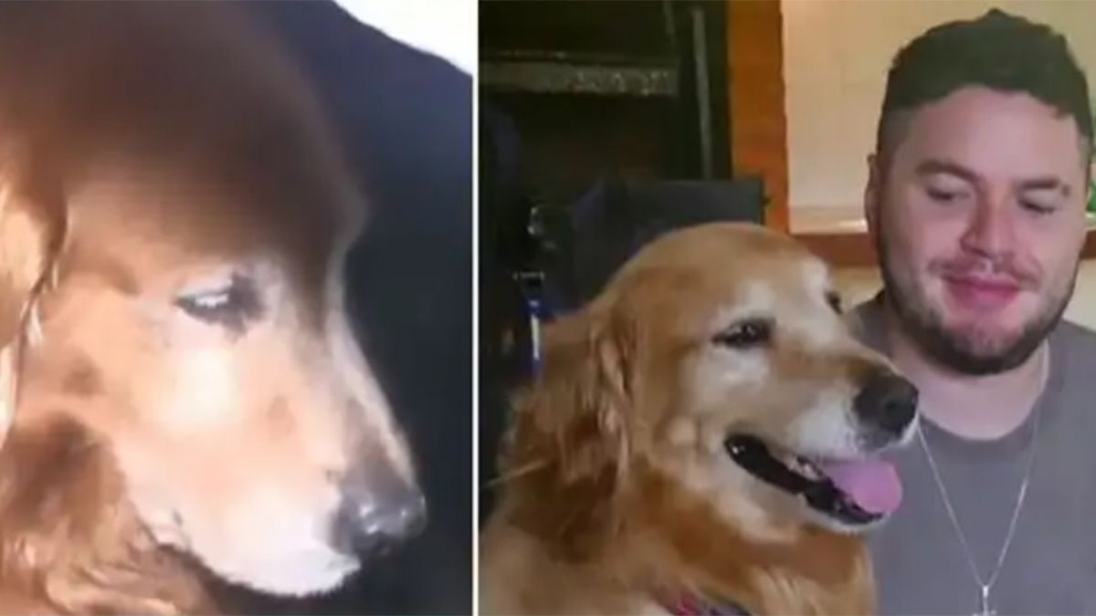 Conmovedor: un joven murió en un violento accidente y su perro golden lo acompañó hasta el último momento.