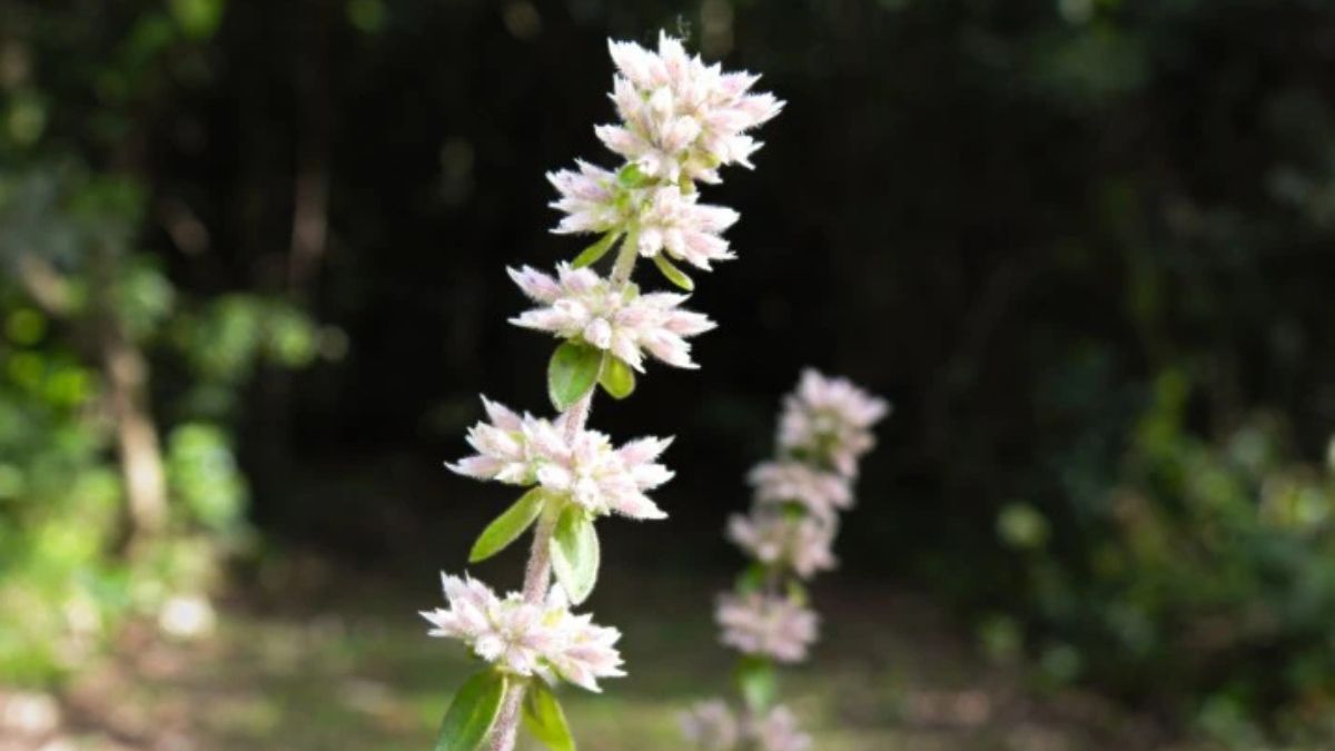 Endémicas, mentita misionera. Foto: Fundación Temaikèn Endémicas, mentita misionera. Foto: Fundación Temaikèn