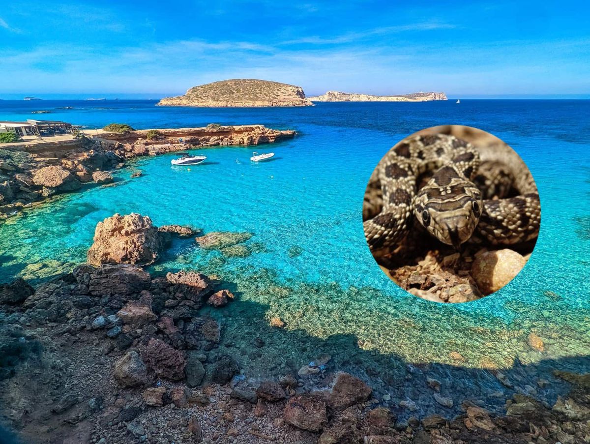 Las culebras y su hambre voráz hace peligrar una especie única en el mundo.