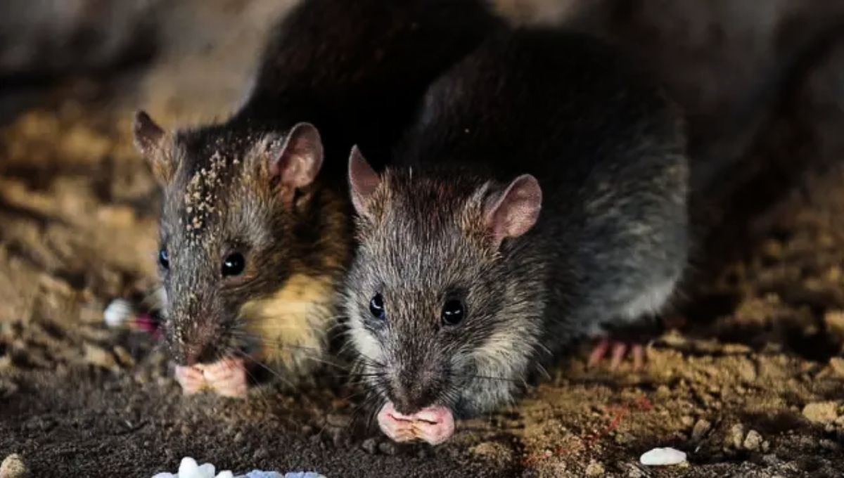 Las ratas son una de las plagas más detestables dentro de un hogar