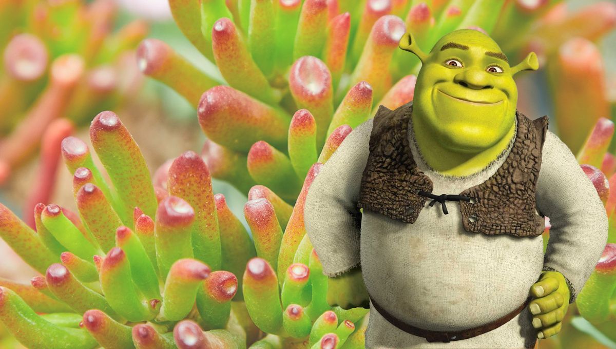 Suculenta orejas de Shrek: cómo hacer para que crezca rápido
