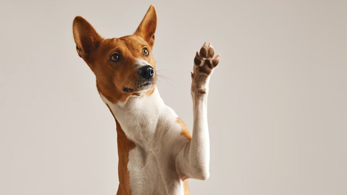 Qué significa tener un perro como mascota
