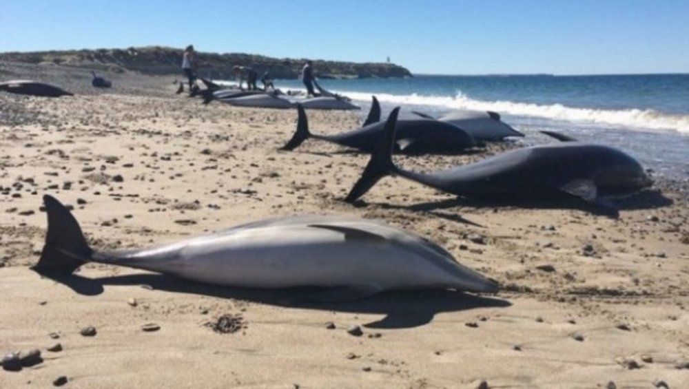 49 delfines varados murieron en Puerto Madryn