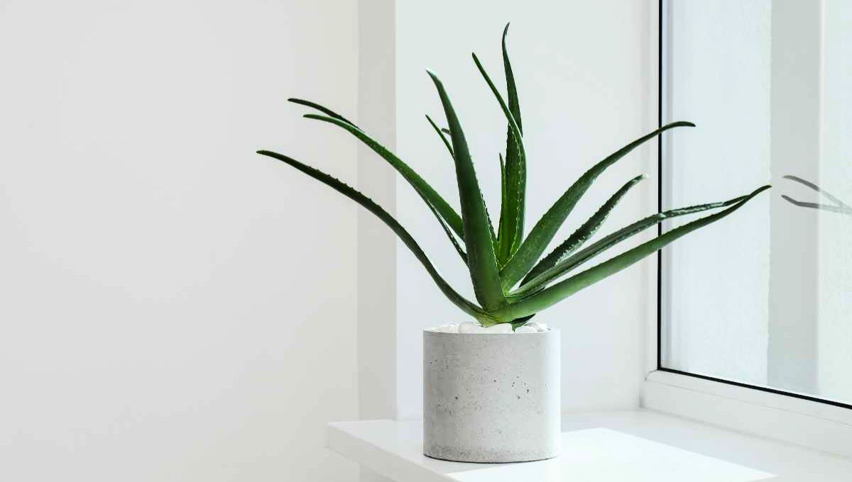 La planta de aloe vera es una de las más presentes en los distintos hogares