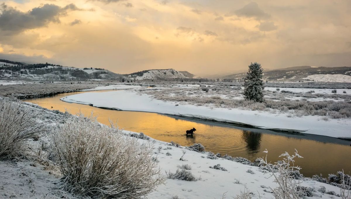 El hallazgo de huellas de animales históricos en Yellowstone