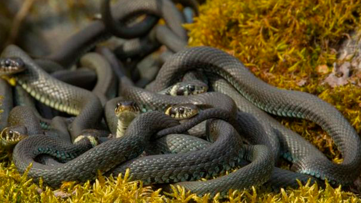 Muchas serpientes persiguiéndote puede interpretarse como amenaza para el significado de los sueños.