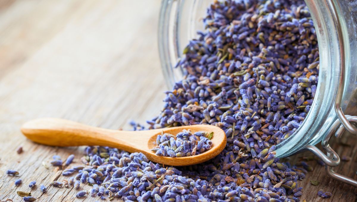 Lavanda. Lavanda.