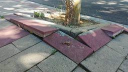 Hay árboles que no deberían ser considerados para tener el jardín, ya que las raíces hacen estragos y rompen todo.