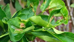 Por qué tu naranjo tiene sus hojas arrugadas: qué significa y cómo solucionarlo Por qué tu naranjo tiene sus hojas arrugadas: qué significa y cómo solucionarlo