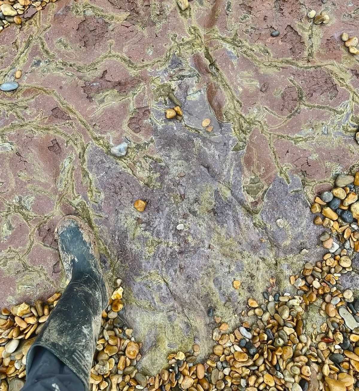 Joe Thompson encontró una huella gigante. Imagen de Instagram @southcoastfossils . Joe Thompson encontró una huella gigante. Imagen de Instagram @southcoastfossils .