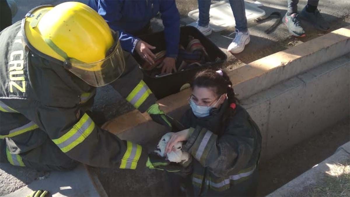 Héroes ante todo: bomberos rescataron a una perra y sus cachorros