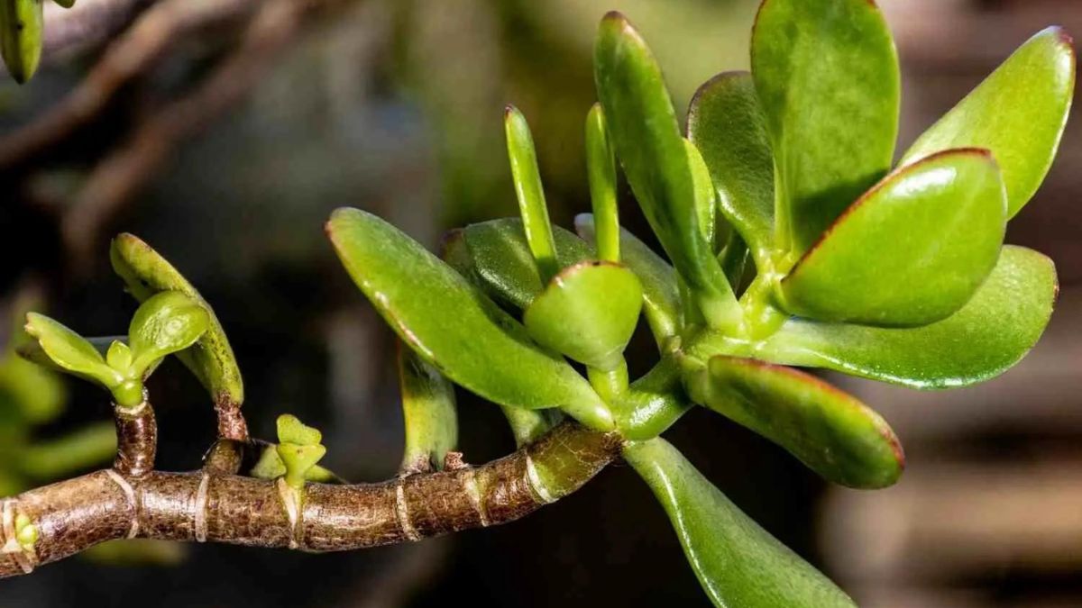 Con este sencillo truco tu árbol de Jade lucirá impecable y súper verde
