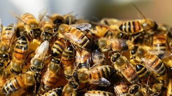 Sin gravedad y con geometría perfecta: el experimento con abejas que sorprendió a la NASA