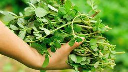 La verdolaga es una planta repleta de vitaminas