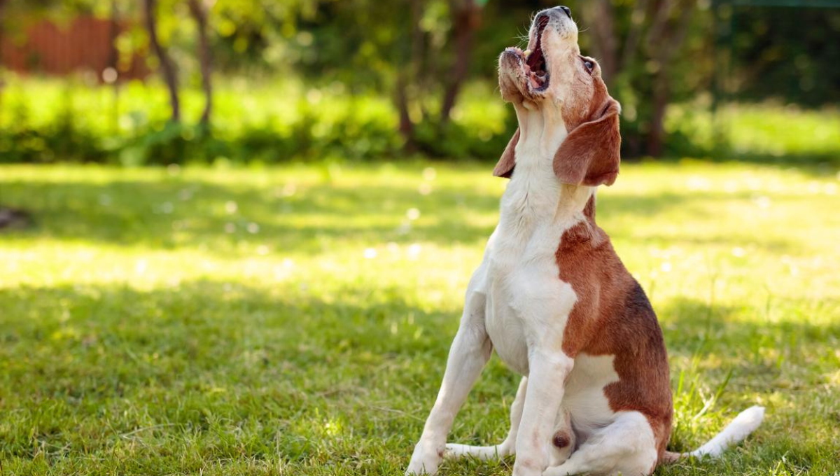 El misterioso significado de que tu perro aulle y que no conocía ni la ciencia veterinaria