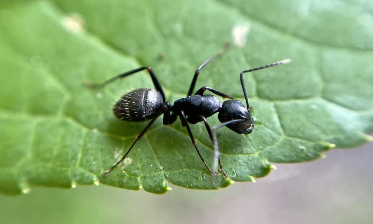 Descubrimiento realizado por un niño de 8 años desafía a la ciencia: involucra hormigas y avispas Descubrimiento realizado por un niño de 8 años desafía a la ciencia: involucra hormigas y avispas