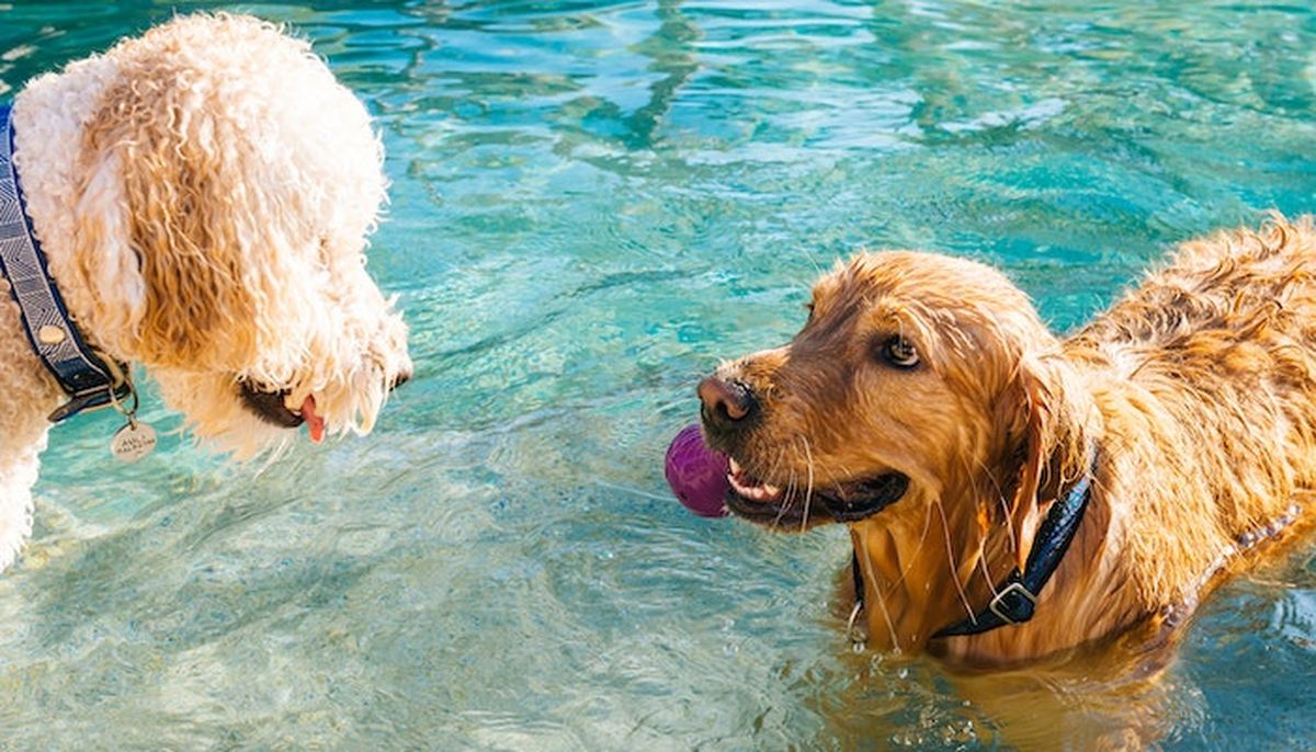 Refréscalos con agua los puede ayudar a soportar el calor. Refréscalos con agua los puede ayudar a soportar el calor.